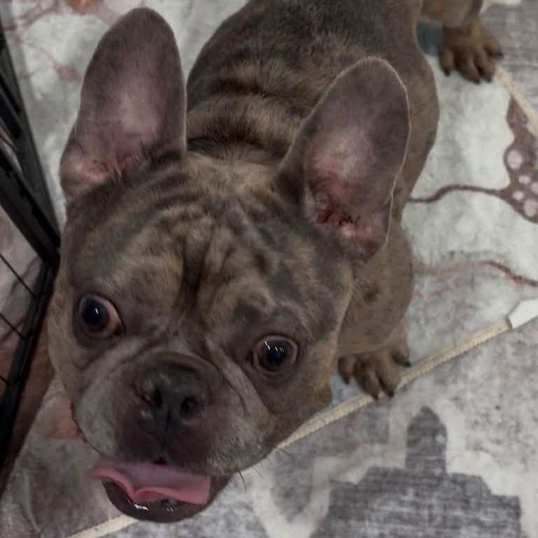 Enlarge Taz, a Adoptable French Bulldog in Huber Heights, OH image 6/6