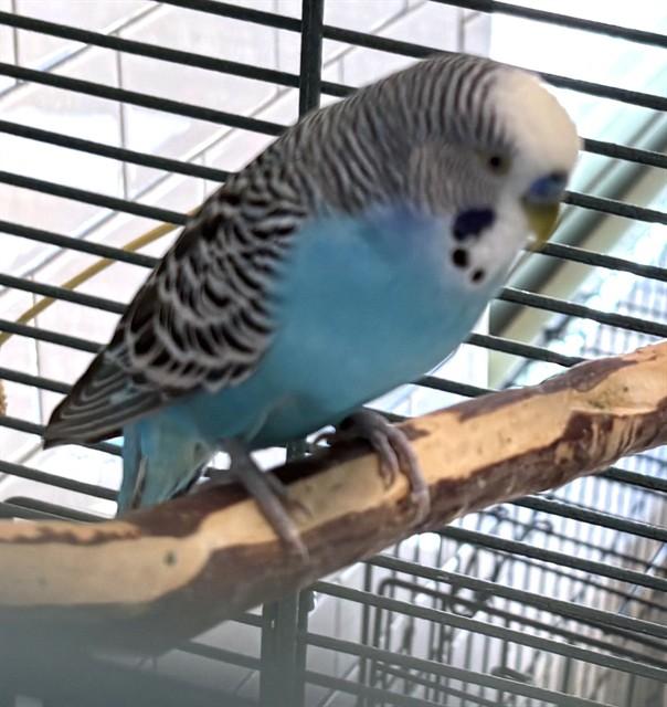 LENNY, Adoptable, Young Male Parakeet (Other).