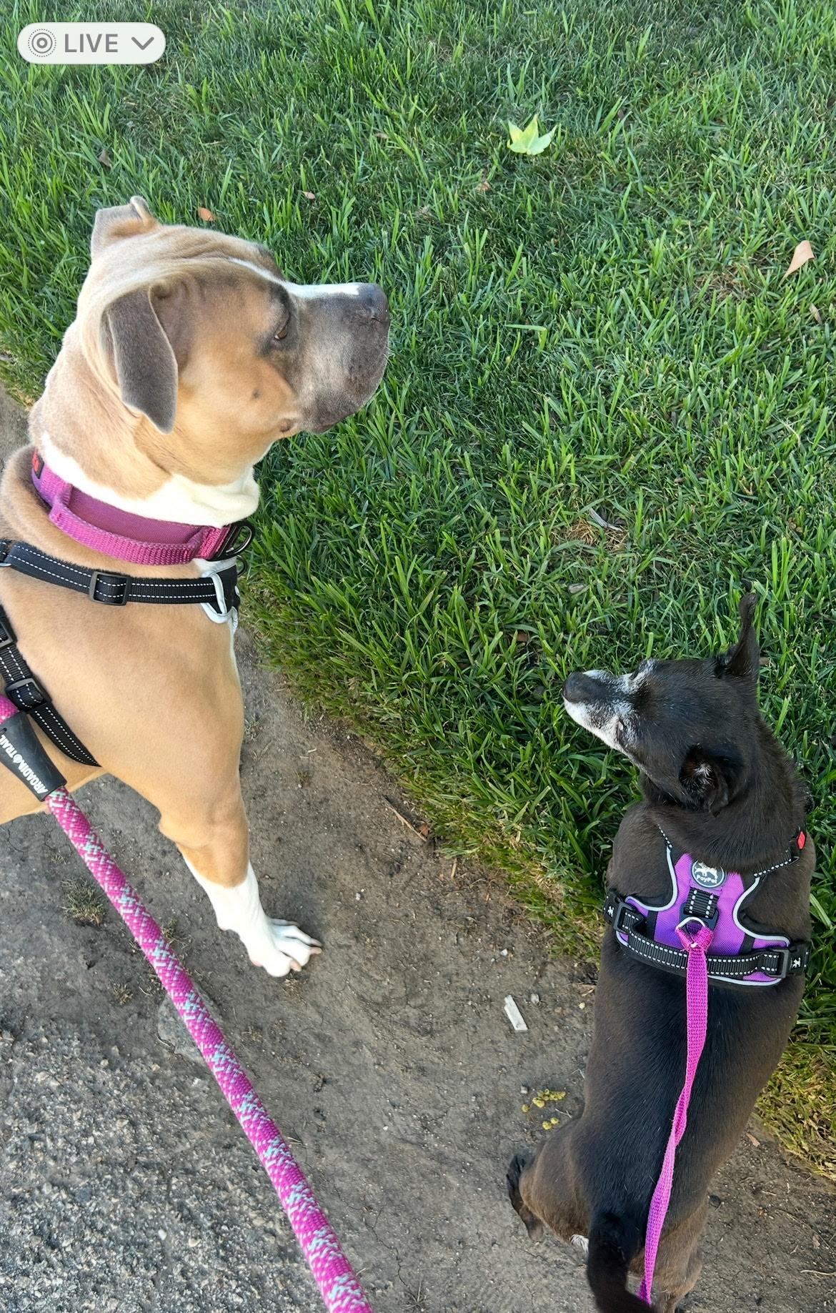 Lucy, a Adoptable Pit Bull Terrier in Los Angeles , CA image 3/5