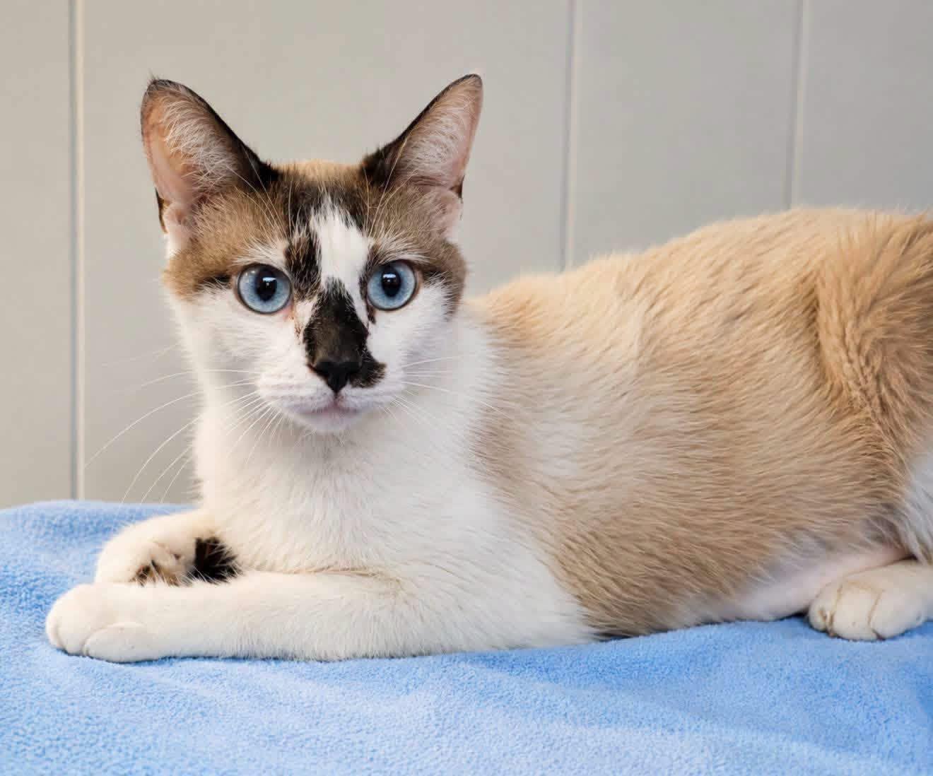 Sable (Petco Millington, TN), adopted, Young Female Snowshoe & Siamese.