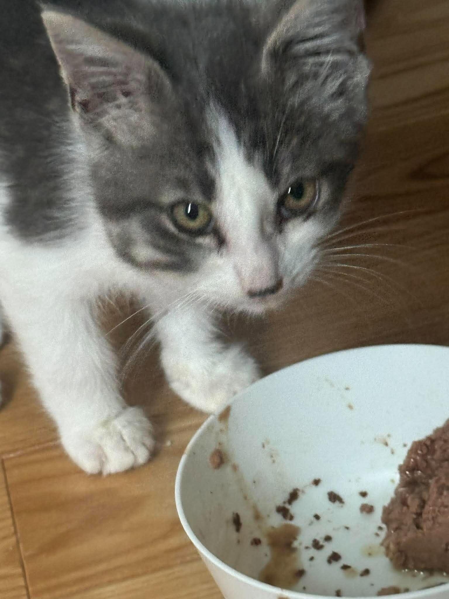 Enlarge Brandon, a Adoptable Domestic Short Hair in Athens, ON image 1/1