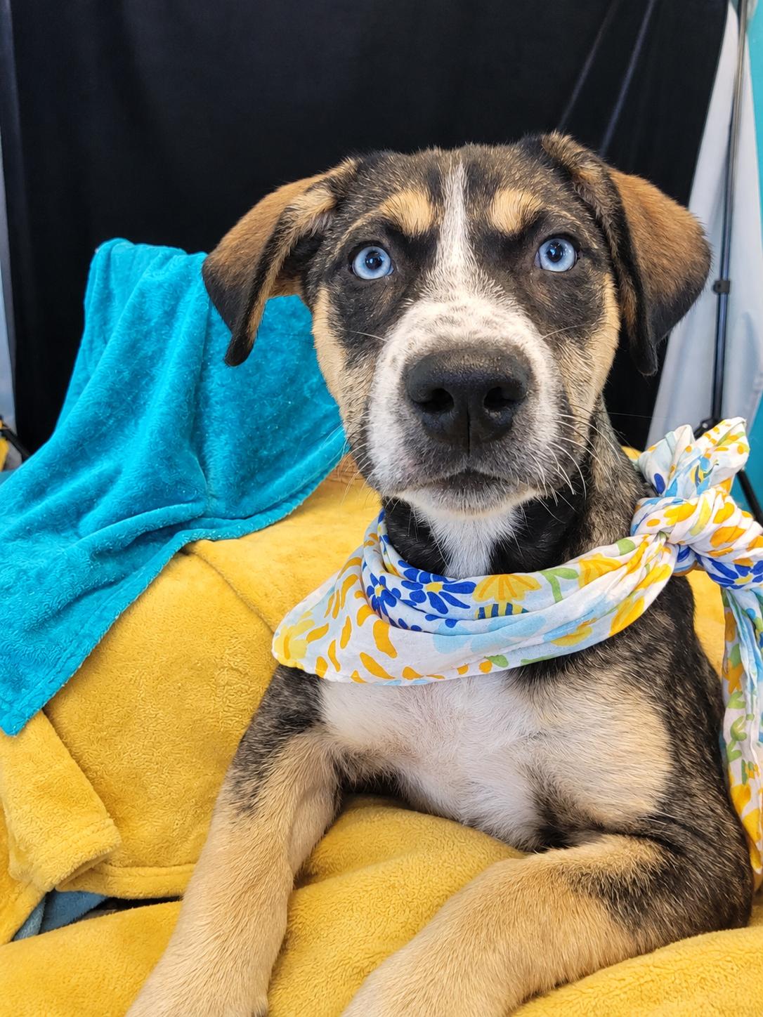 Glitter SS, Adoptable, Puppy Female Mixed Breed.