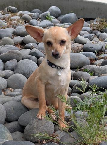 Enlarge CHARLENE, a Adoptable Chihuahua in San Martin, CA image 1/1