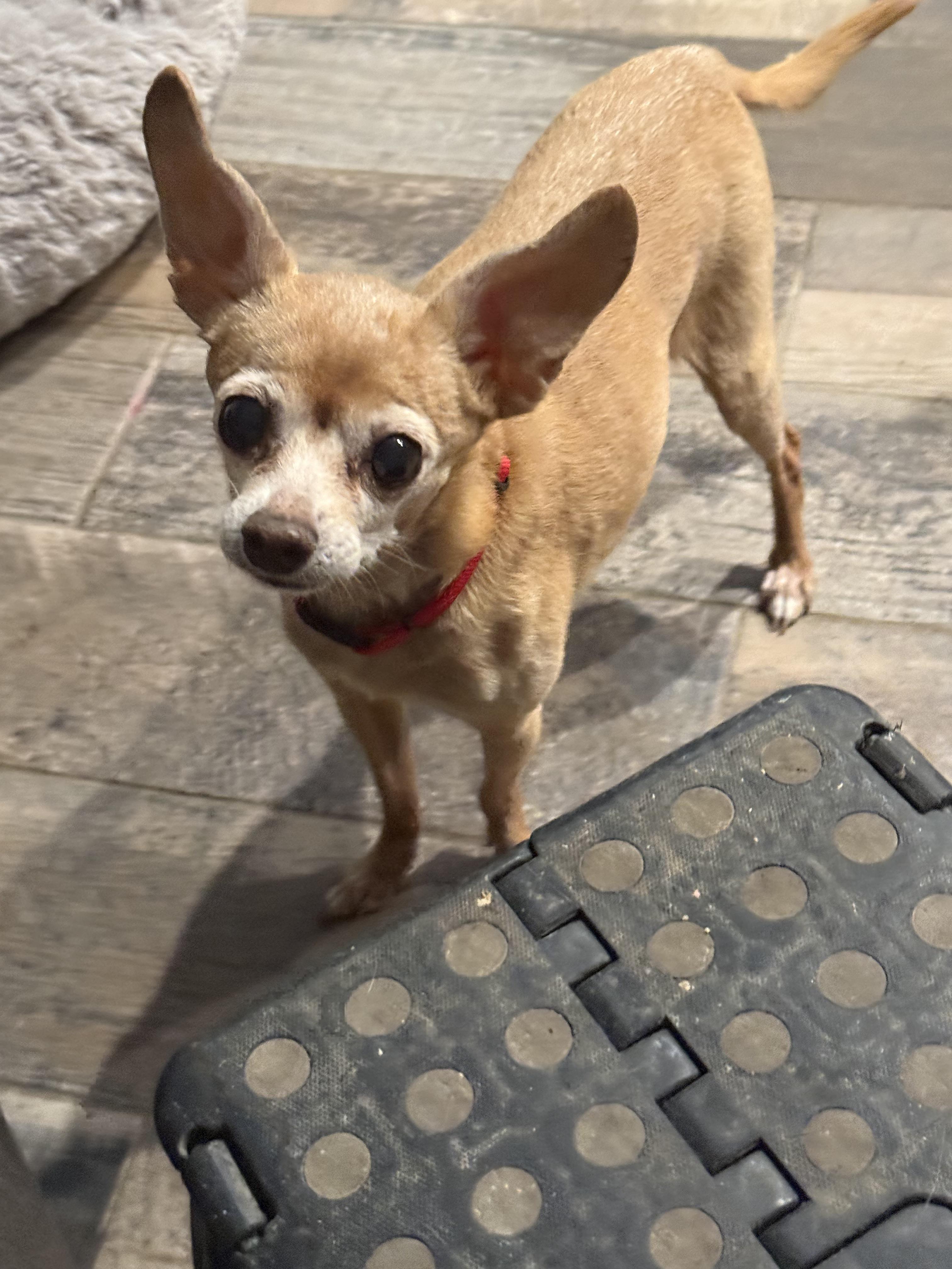Enlarge Cali senior , a ADOPTABLE Chihuahua in White Lake, MI image 4/5