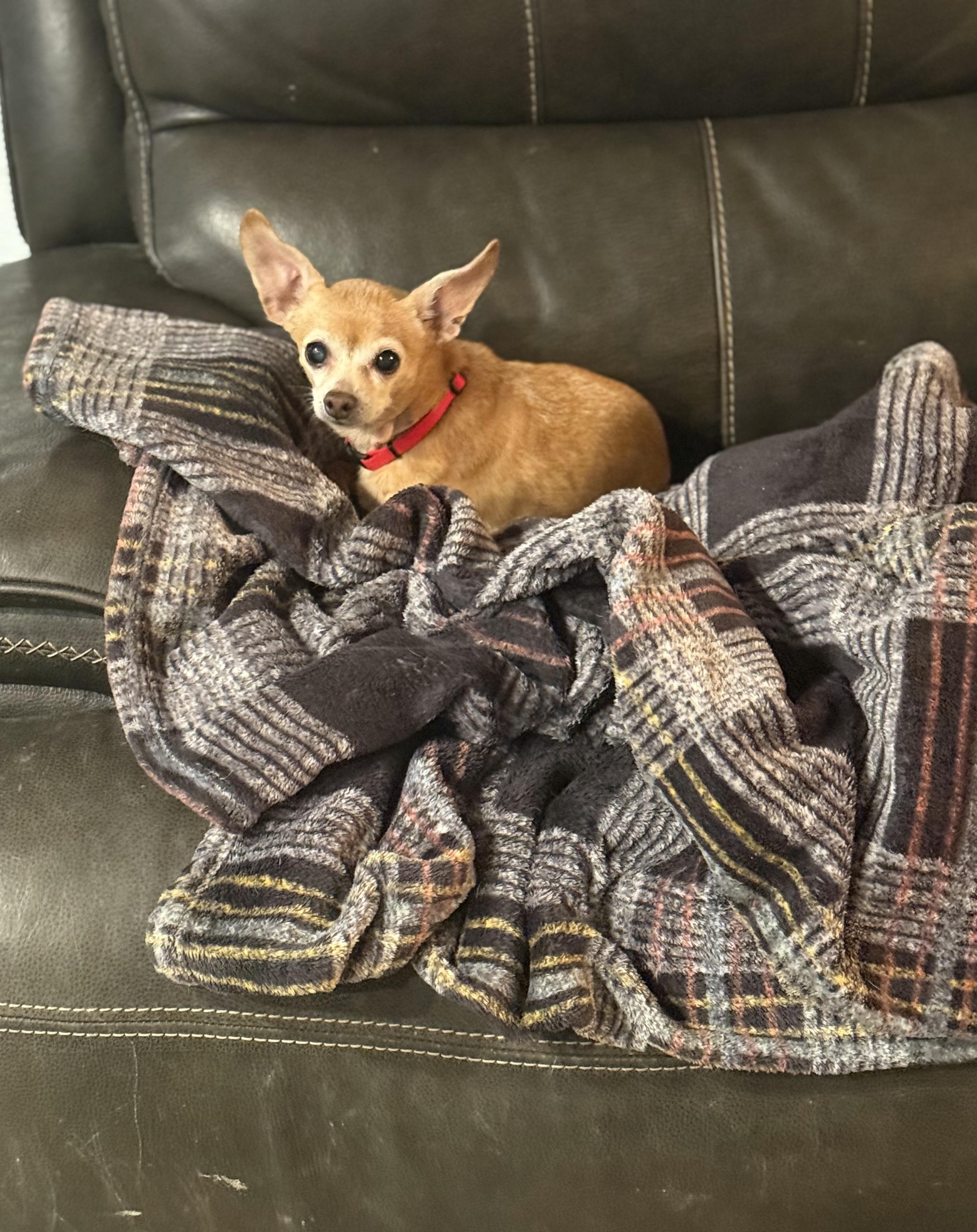 Enlarge Cali senior , a ADOPTABLE Chihuahua in White Lake, MI image 3/5