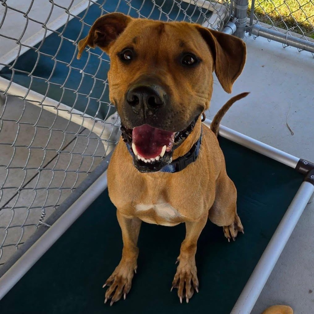 Scooby, Adoptable, Young Male Hound & Rhodesian Ridgeback.