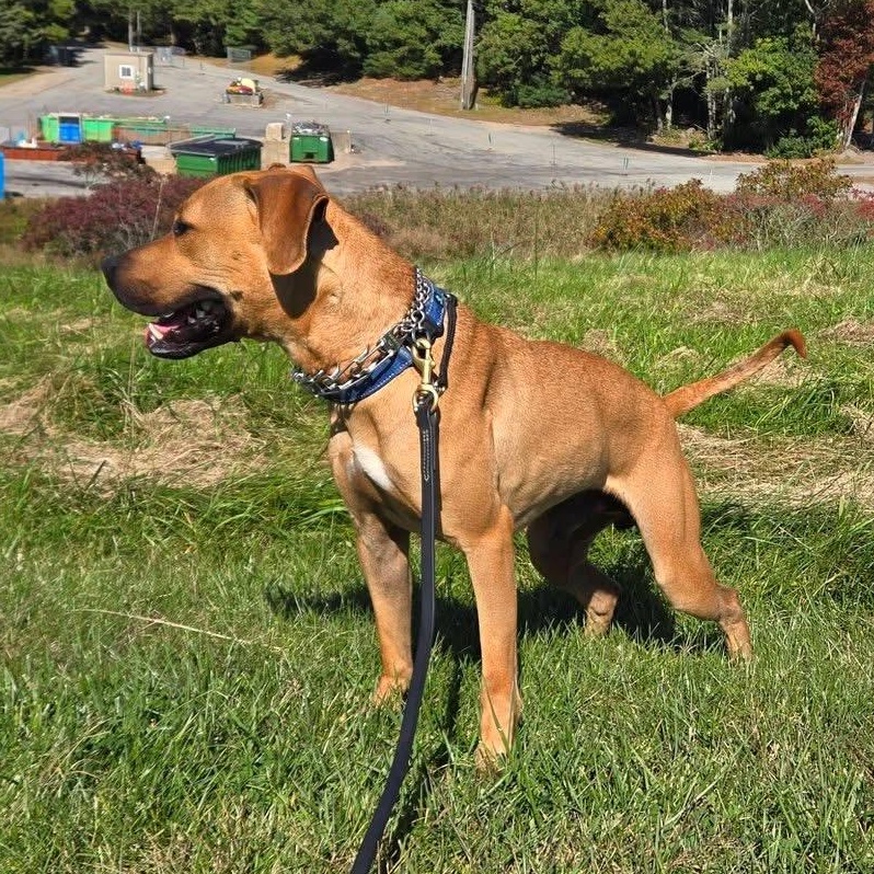 Enlarge Scooby, a Adoptable mixed breed in Charlestown, RI image 2/6