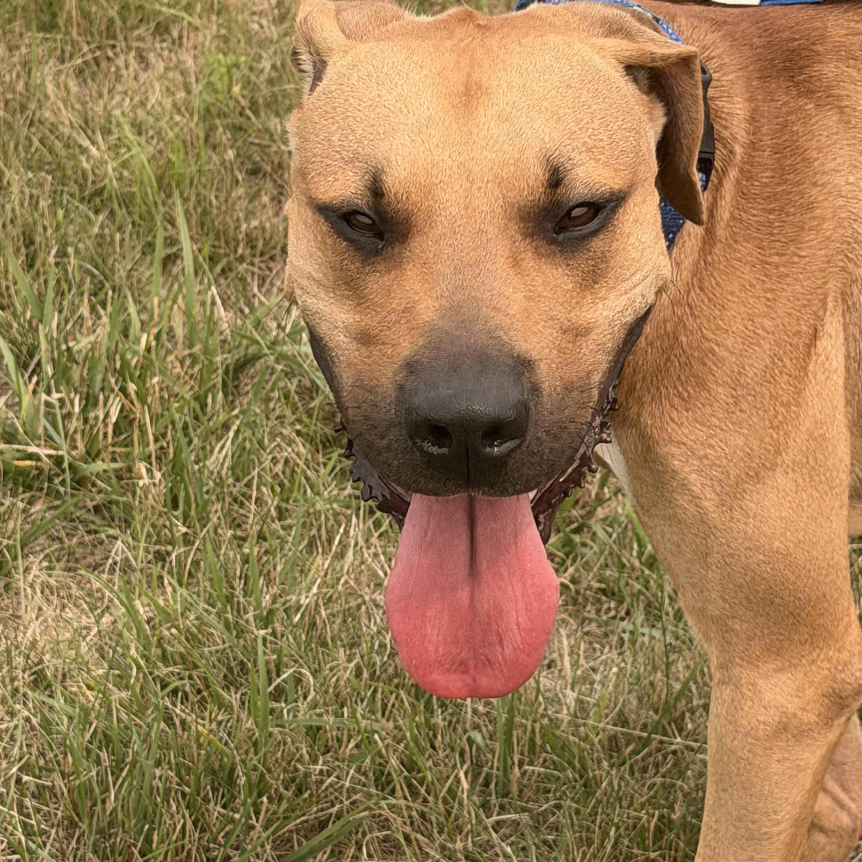 Enlarge Scooby, a ADOPTABLE mixed breed in Charlestown, RI image 3/4