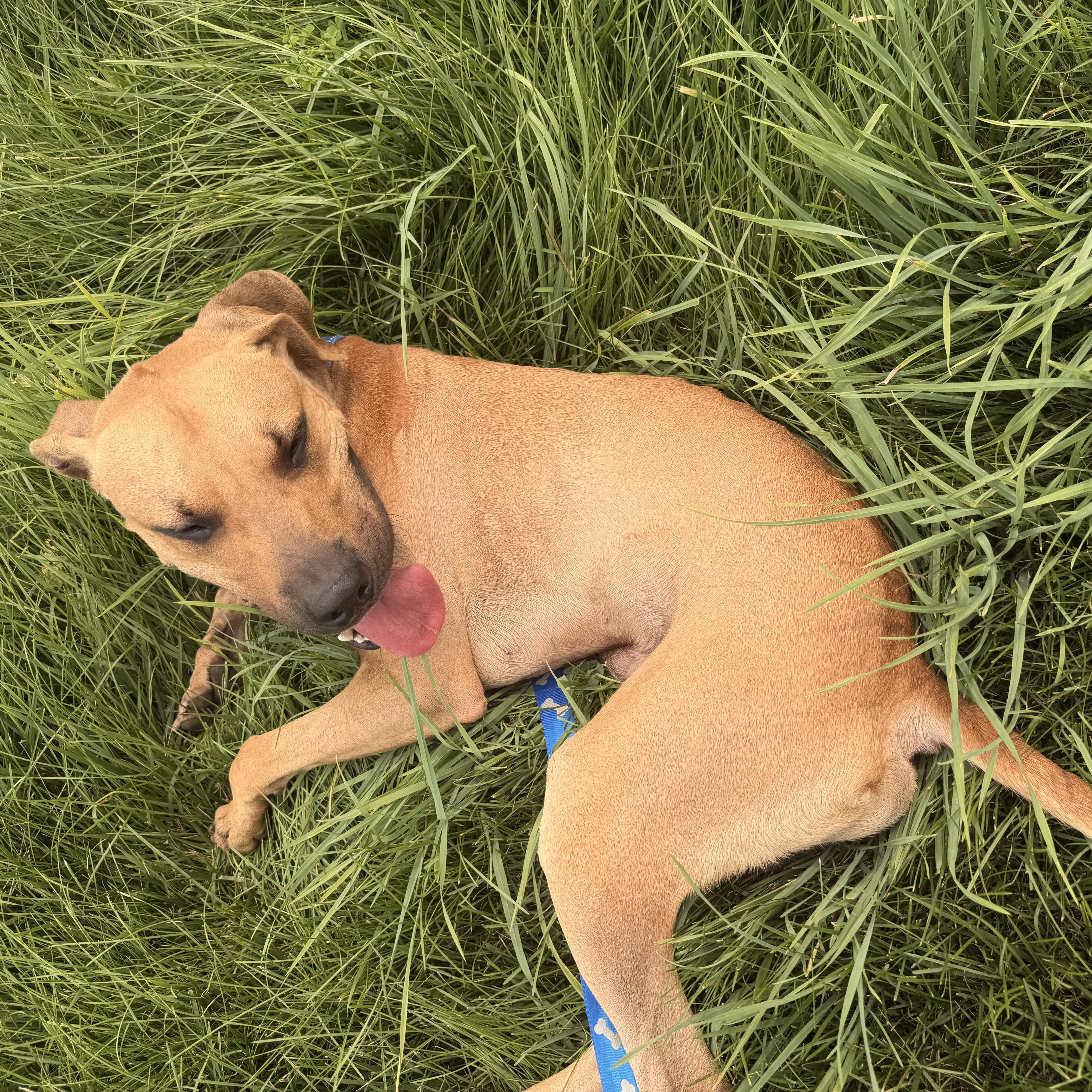Enlarge Scooby, a ADOPTABLE mixed breed in Charlestown, RI image 4/4