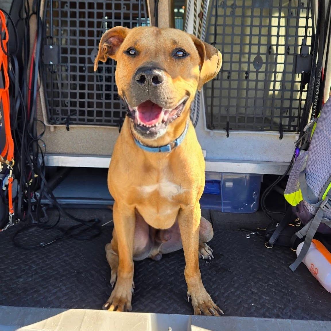 Enlarge Scooby, a Adoptable mixed breed in Charlestown, RI image 4/6