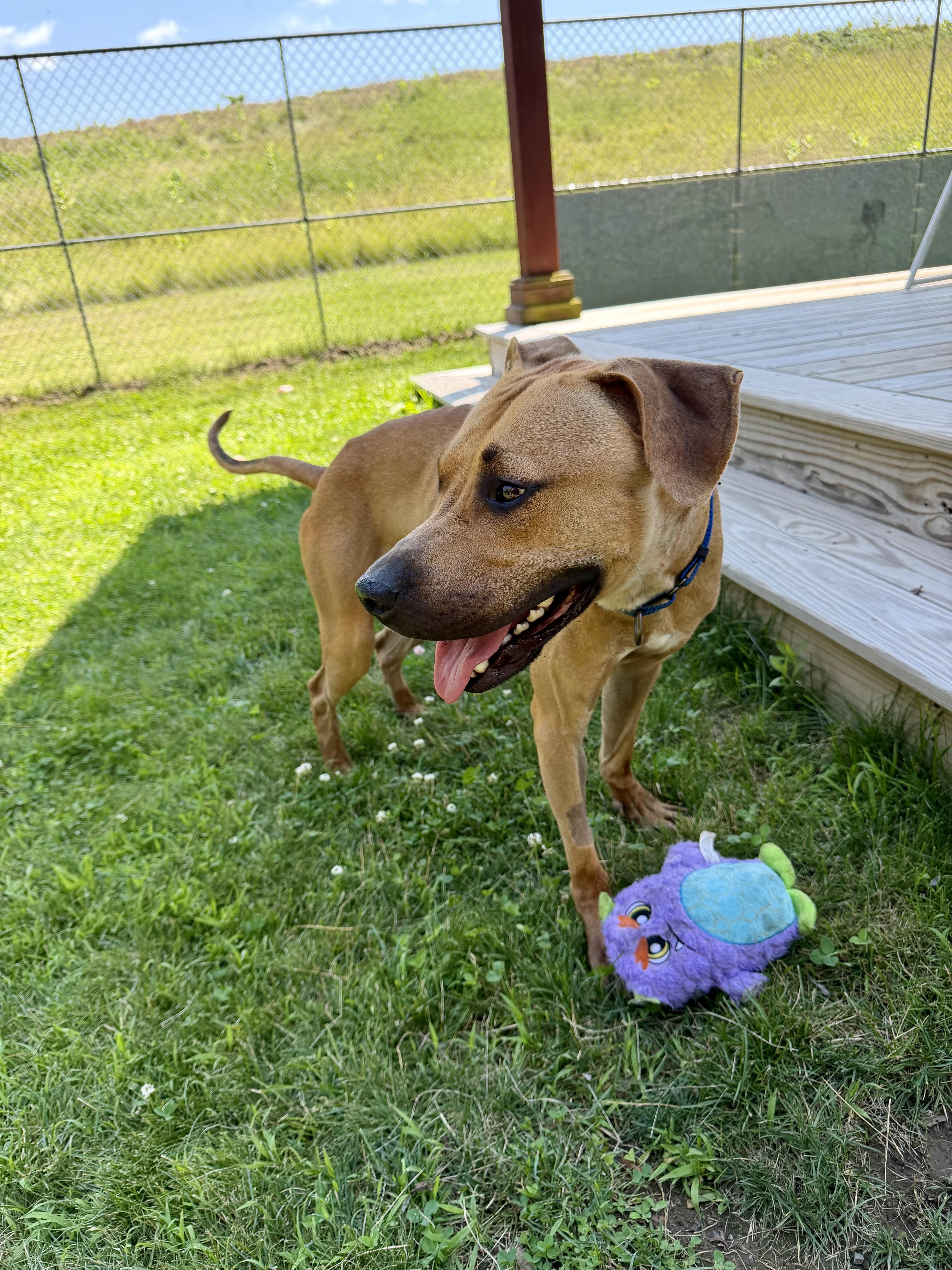 Enlarge Scooby, a ADOPTABLE mixed breed in Charlestown, RI image 1/4