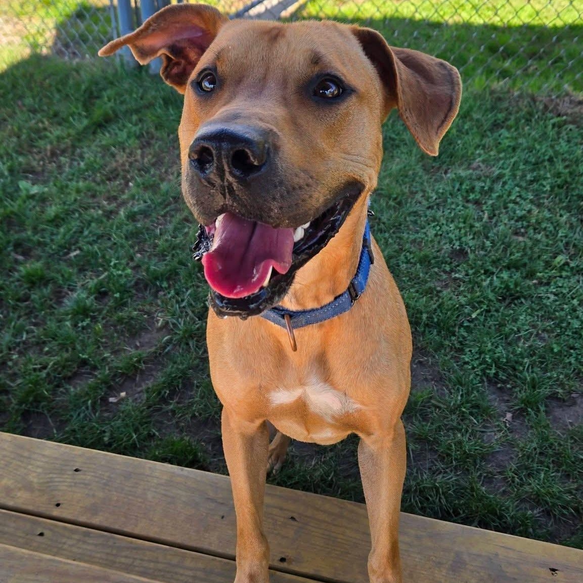 Enlarge Scooby, a Adoptable mixed breed in Charlestown, RI image 3/6