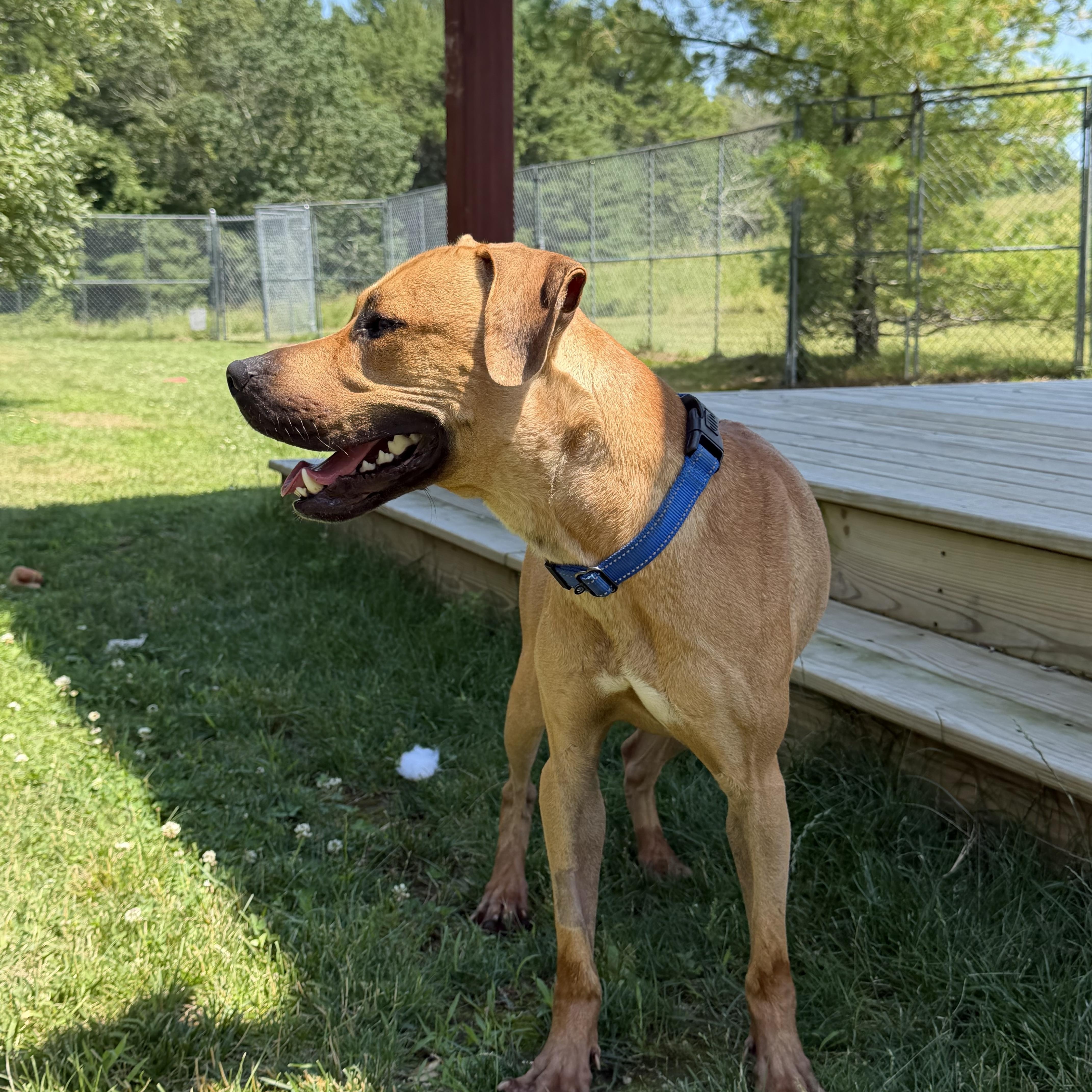 Enlarge Scooby, a ADOPTABLE mixed breed in Charlestown, RI image 2/4