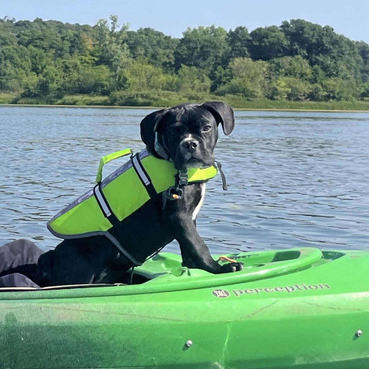 Pierre, an adopted mixed breed in Prior Lake, MN image 2/6