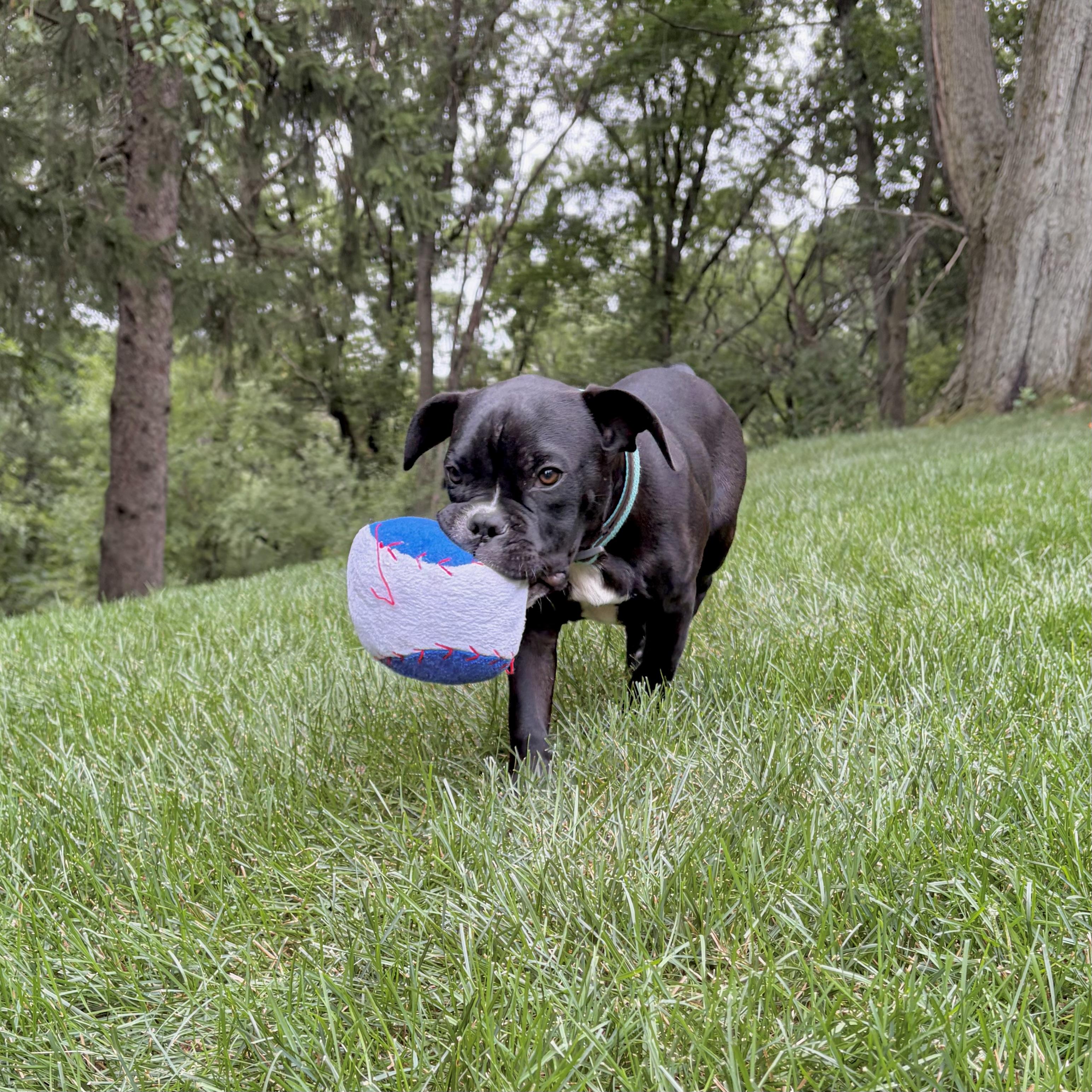 Pierre, an adopted mixed breed in Prior Lake, MN image 5/6