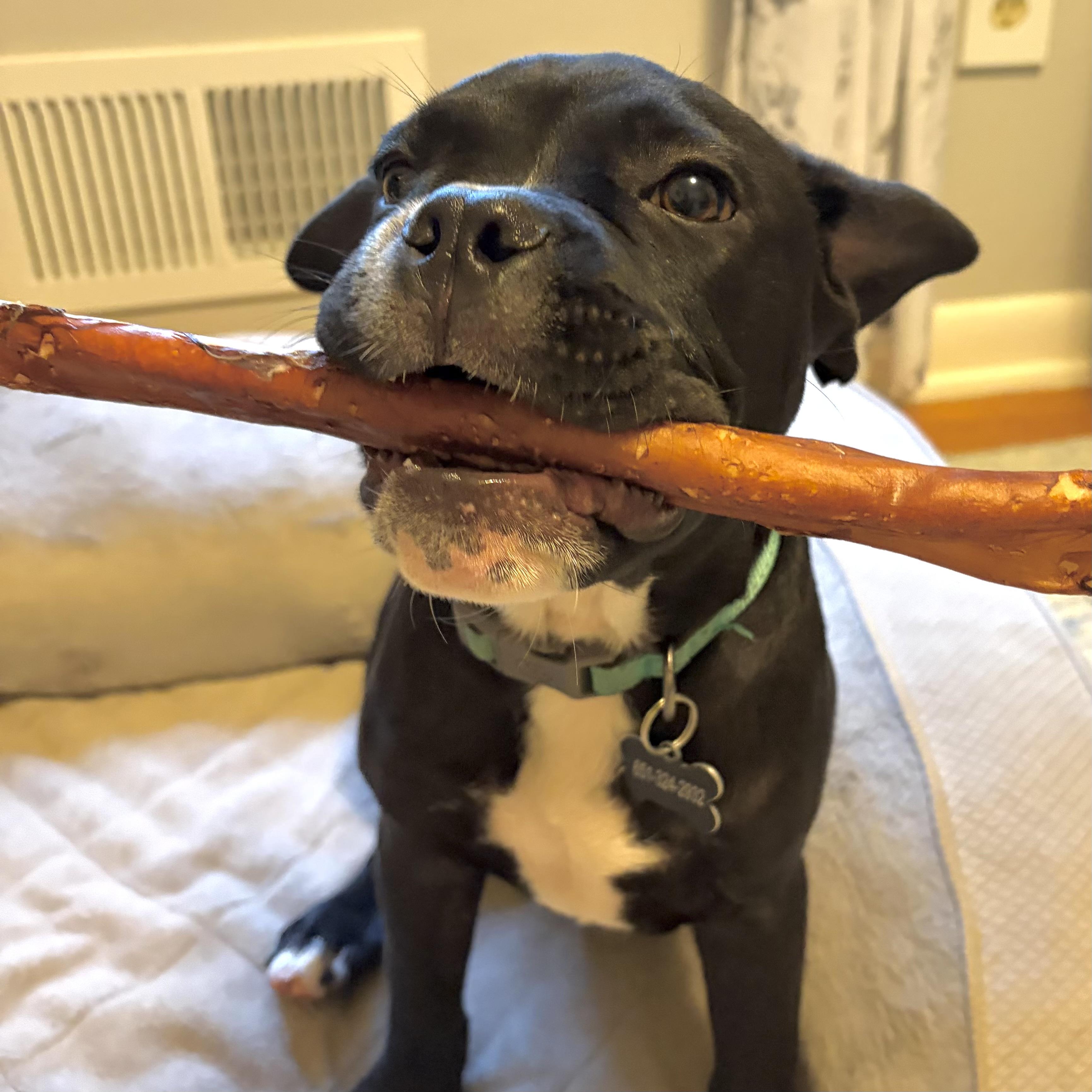 Pierre, an adopted mixed breed in Prior Lake, MN image 6/6