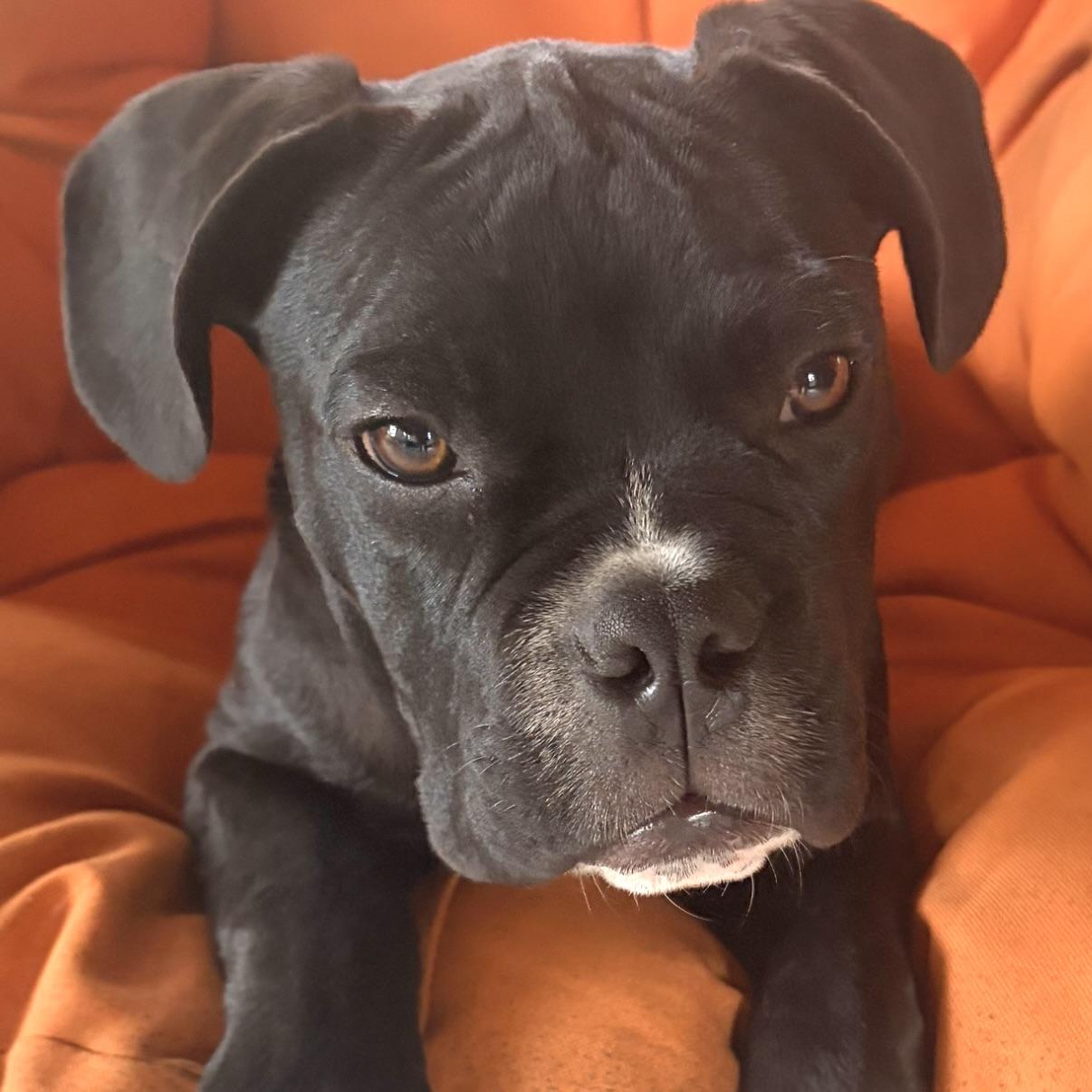 Pierre, an adopted mixed breed in Prior Lake, MN image 1/6