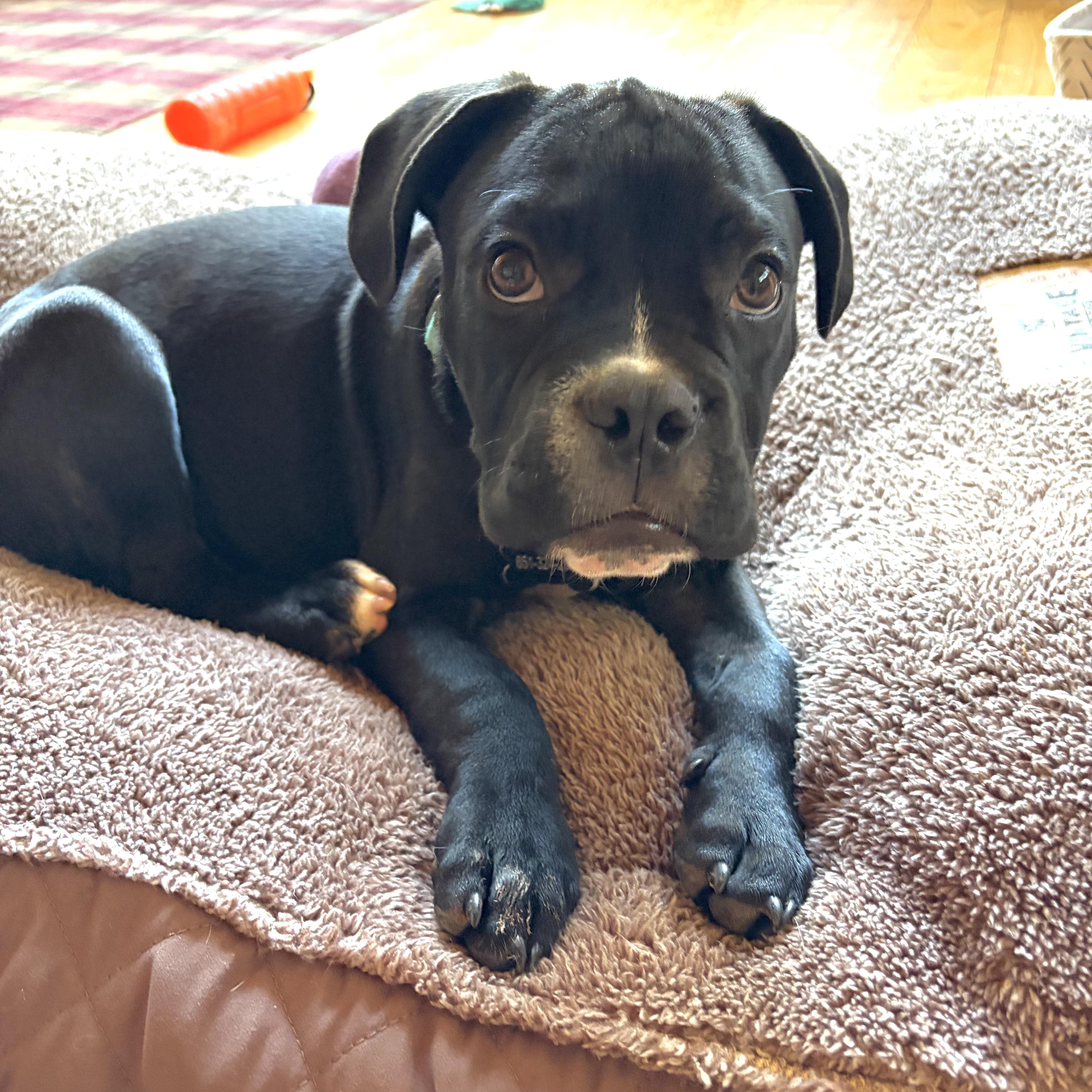 Pierre, an adopted mixed breed in Prior Lake, MN image 3/6