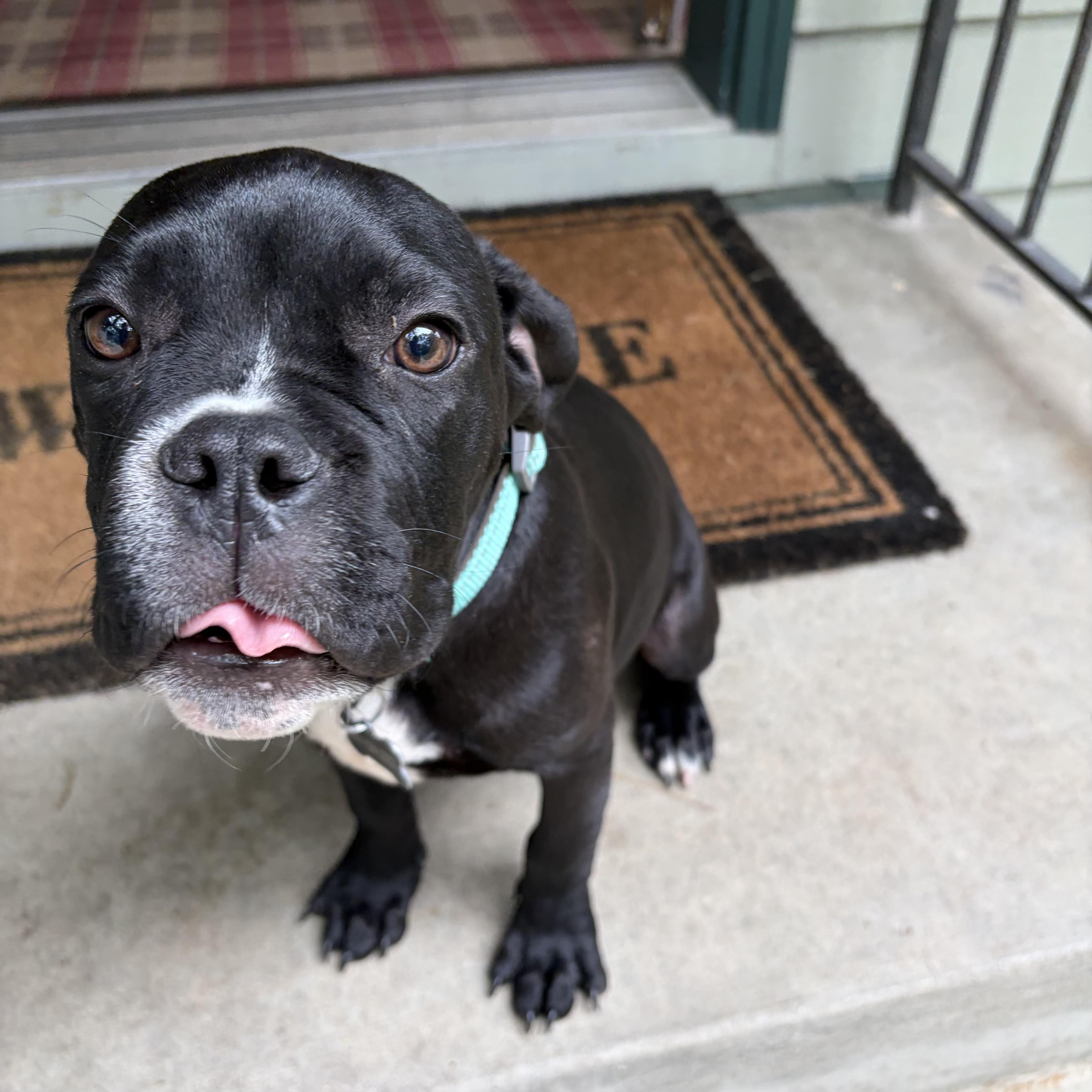 Pierre, an adopted mixed breed in Prior Lake, MN image 4/6