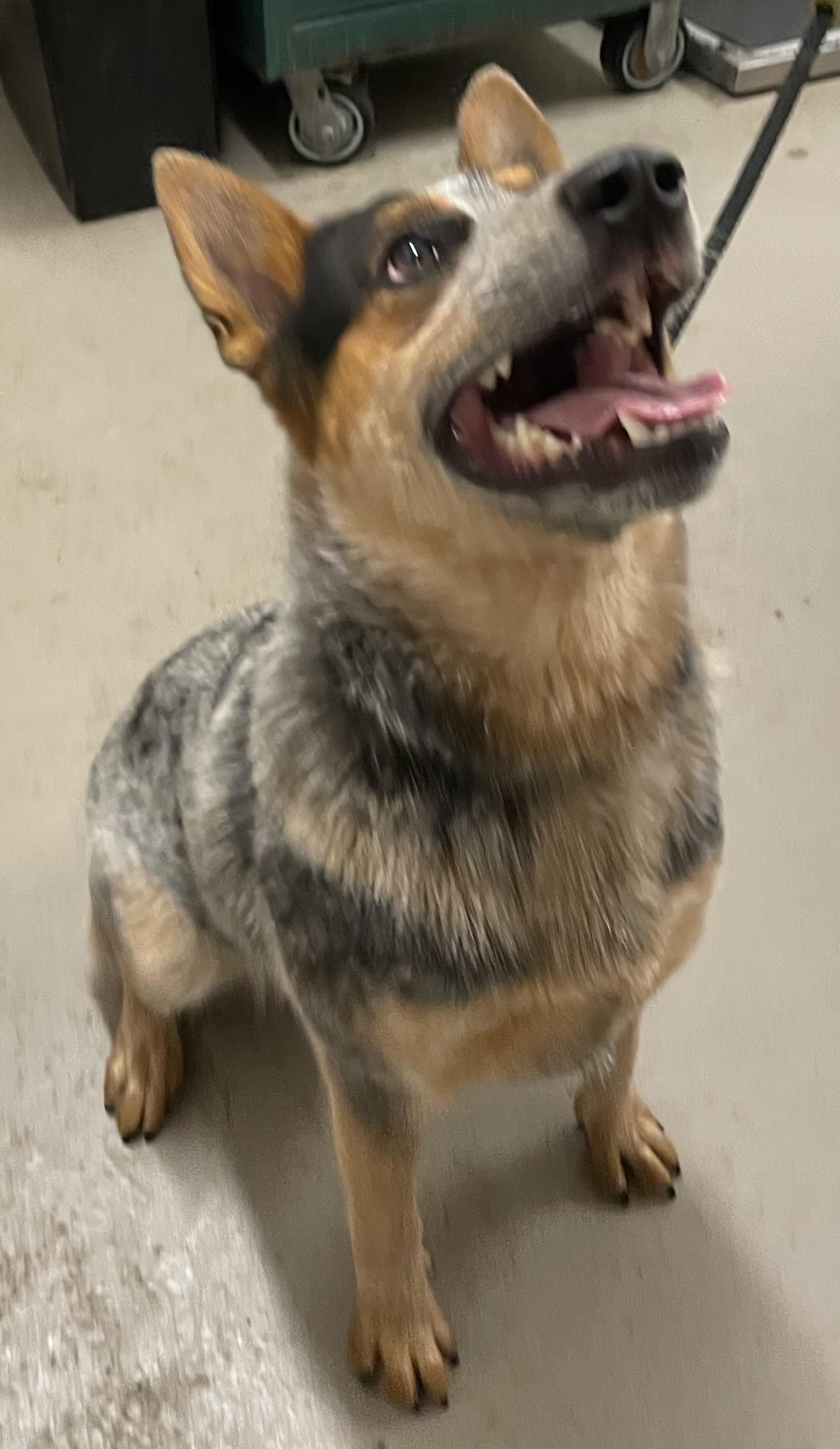 Enlarge Blu ADOPTED, a Adopted Australian Cattle Dog / Blue Heeler in Canton, OH image 2/4