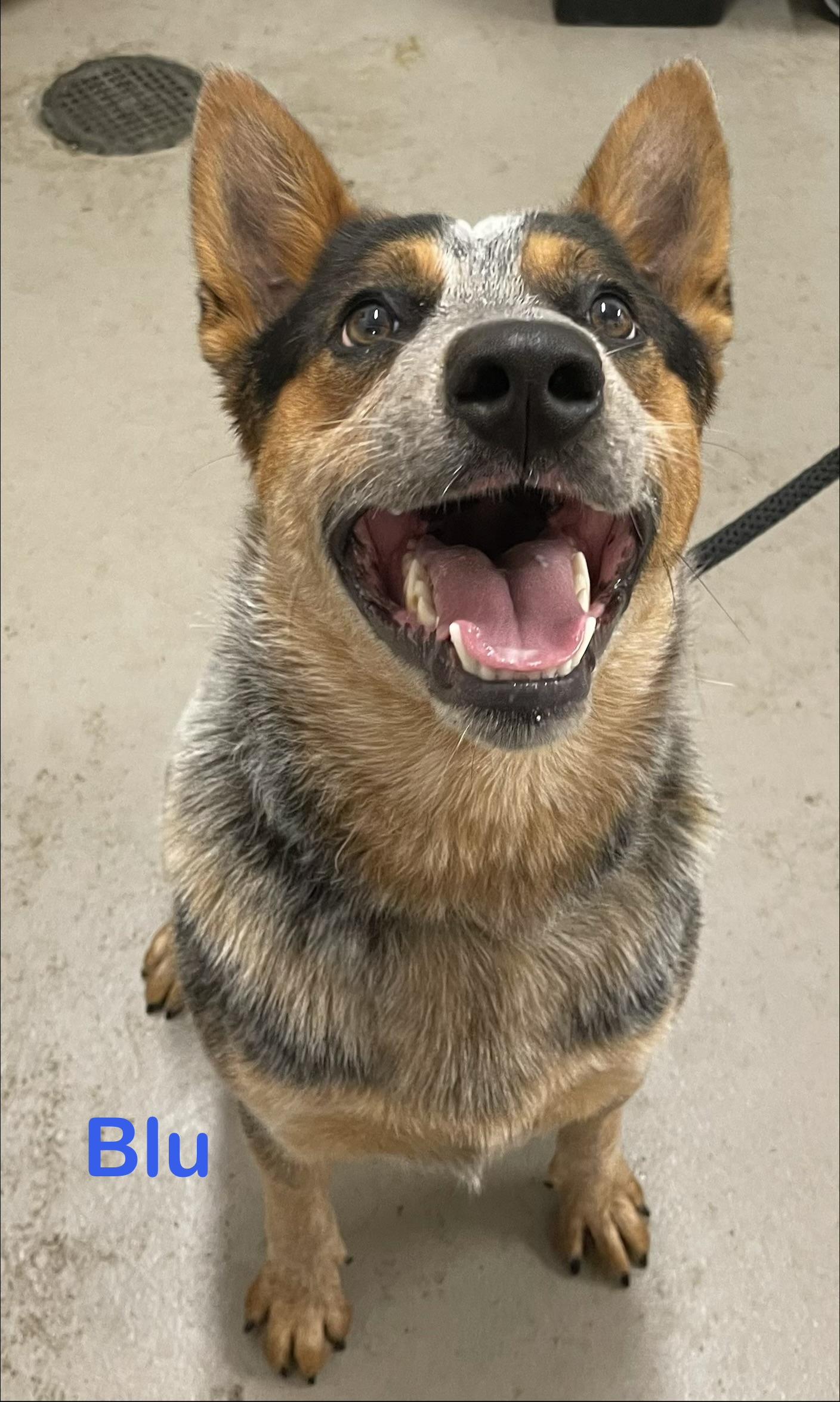 Blu ADOPTED, Adopted, Young Male Australian Cattle Dog / Blue Heeler.