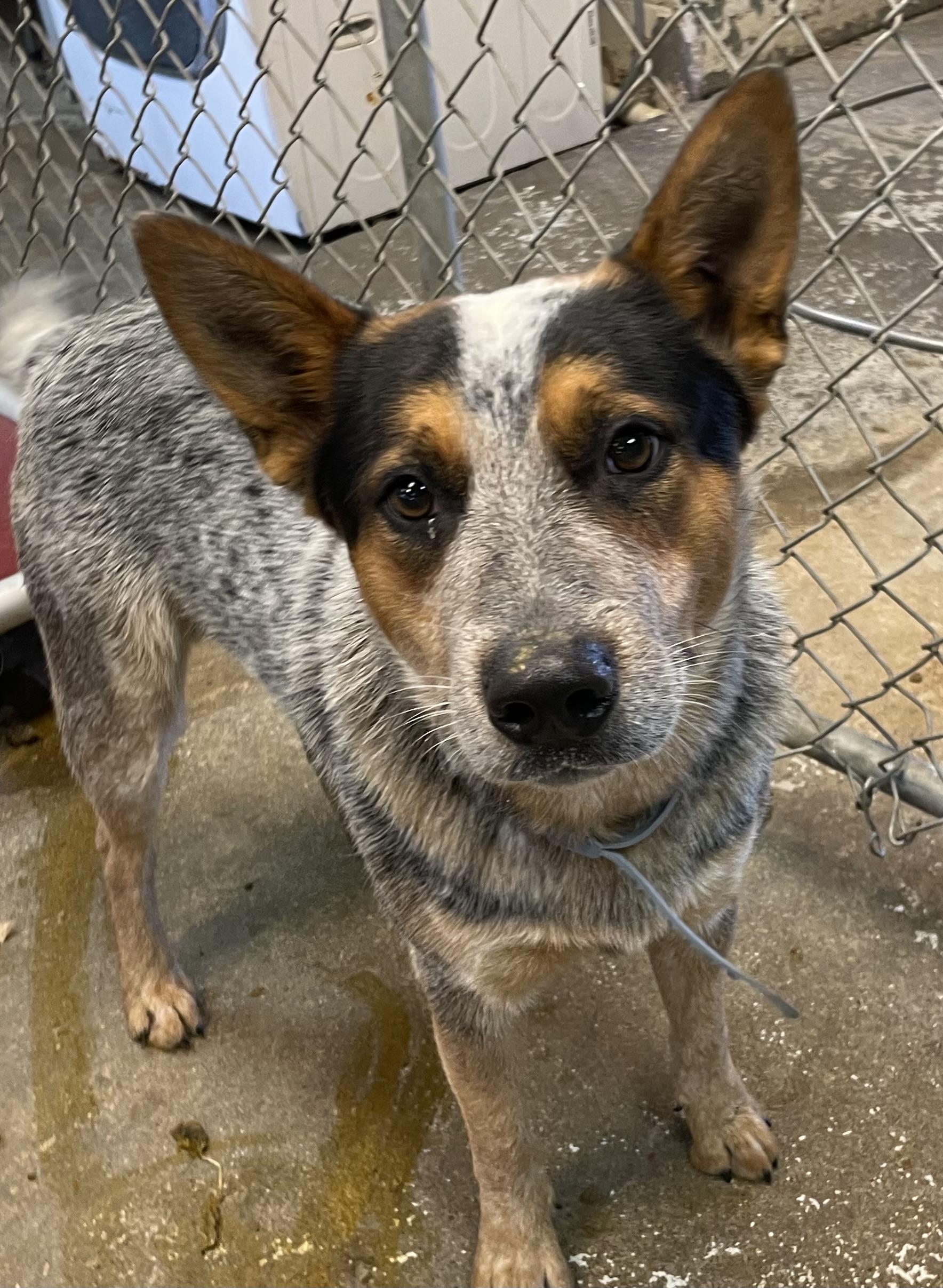 Enlarge Blu ADOPTED, a Adopted Australian Cattle Dog / Blue Heeler in Canton, OH image 4/4