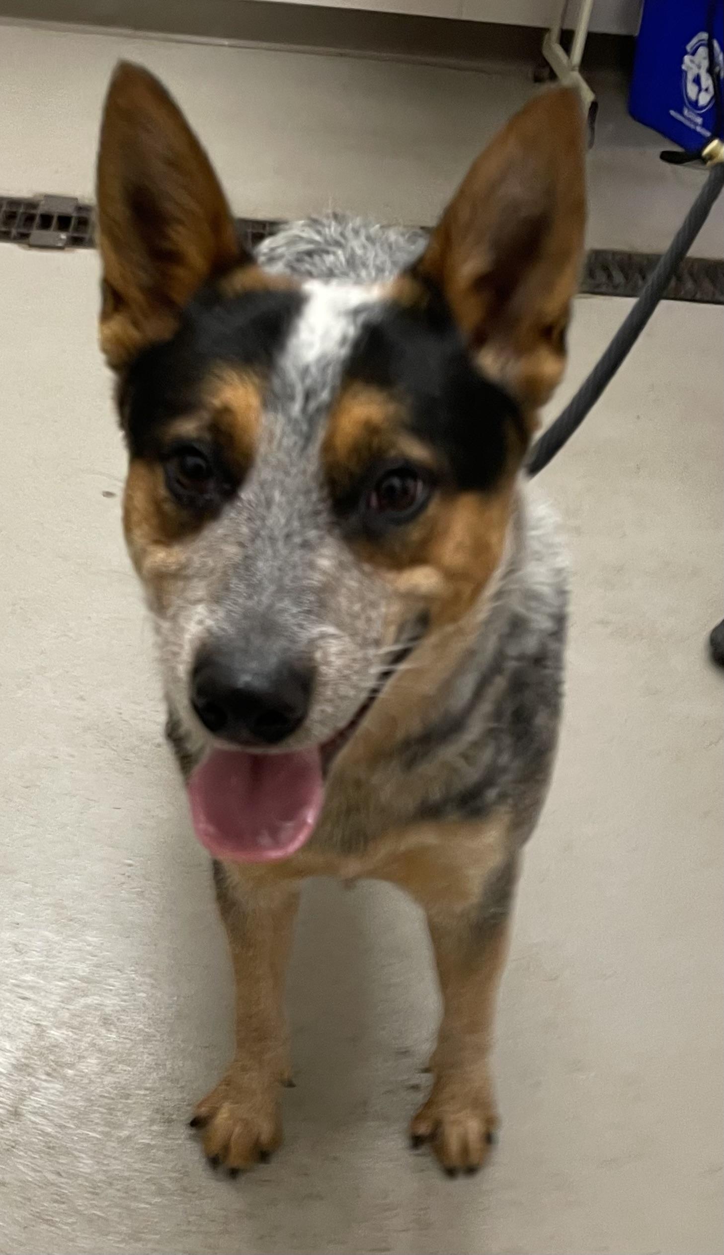 Enlarge Blu ADOPTED, a Adopted Australian Cattle Dog / Blue Heeler in Canton, OH image 3/4