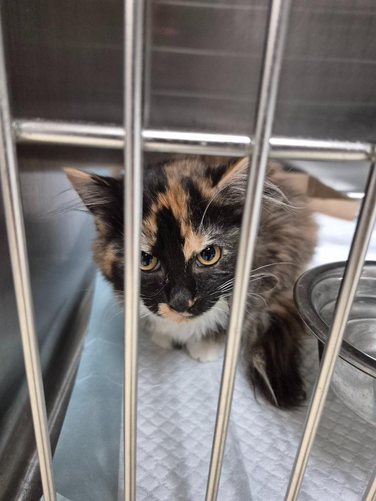 Maleficent thumbnail 2