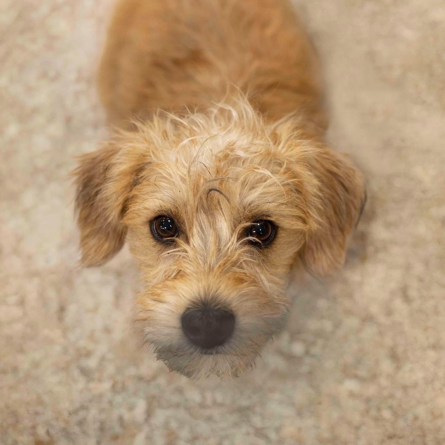 Enlarge Jasper, a Adopted mixed breed in West Richland, WA image 1/3