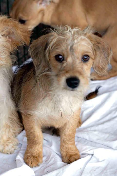 Enlarge Jasper, a Adopted mixed breed in West Richland, WA image 2/3