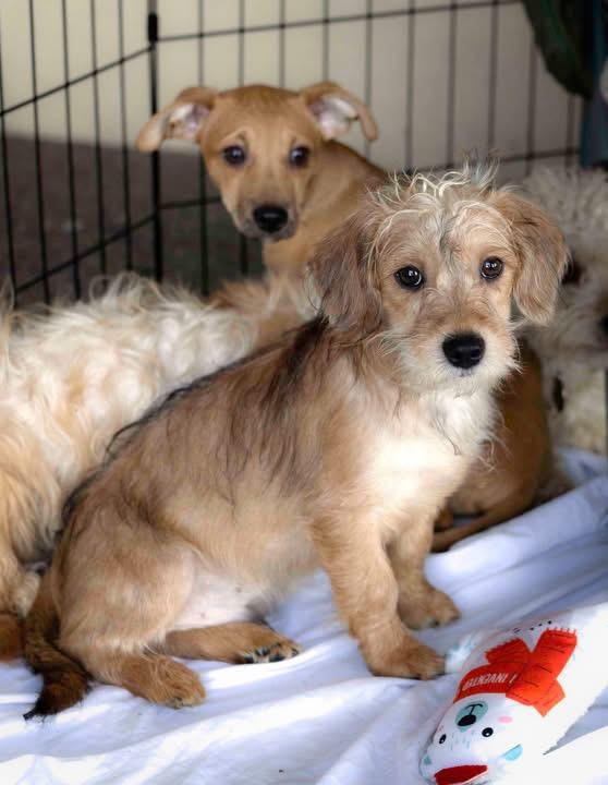 Jasper, Adopted, Young Male Border Terrier.
