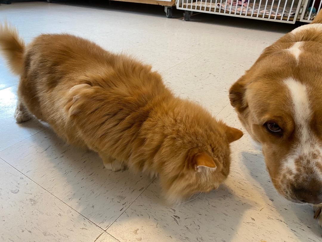 Enlarge Phoenix, a Adopted mixed breed in Hutchinson, MN image 1/6