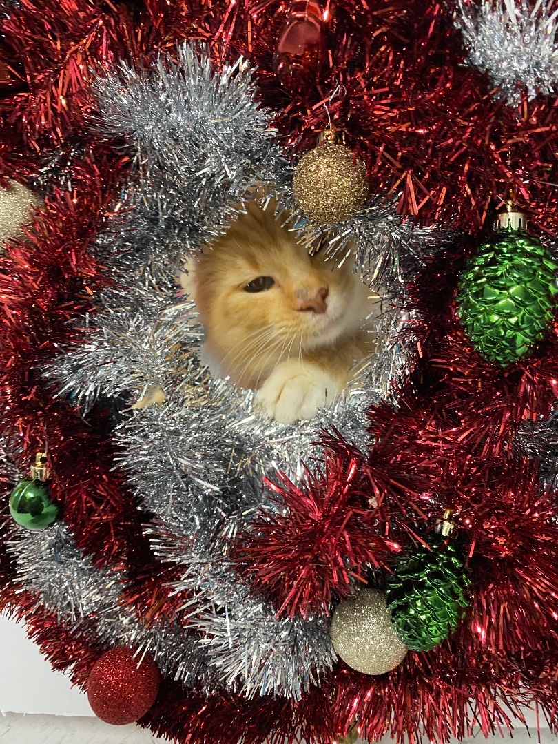 Enlarge Phoenix, a Adopted mixed breed in Hutchinson, MN image 2/6