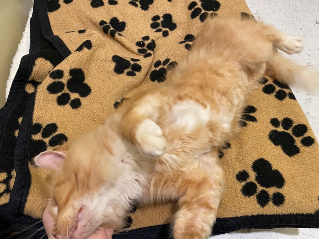 Enlarge Phoenix, a Adopted mixed breed in Hutchinson, MN image 3/6