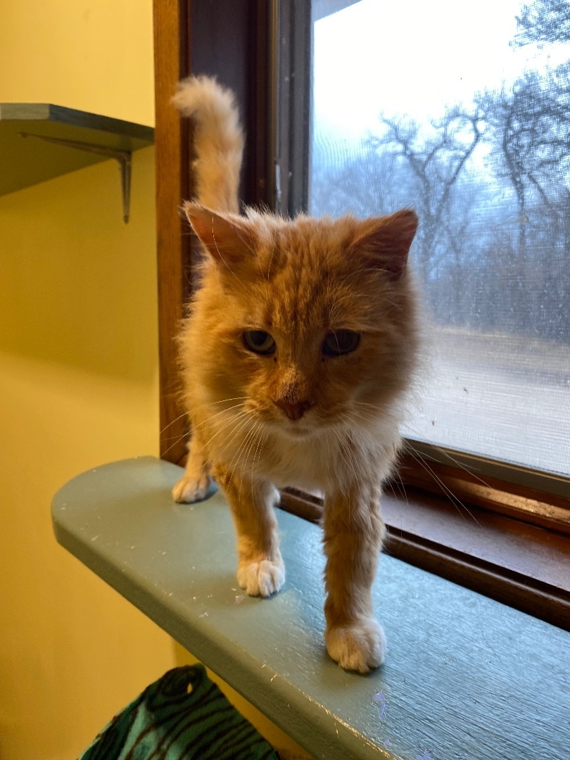 Enlarge Phoenix, a Adopted mixed breed in Hutchinson, MN image 4/6