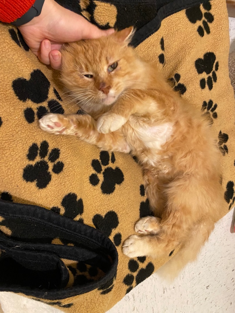 Enlarge Phoenix, a Adopted mixed breed in Hutchinson, MN image 5/6