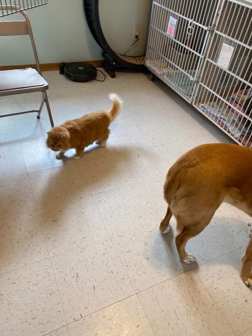 Enlarge Phoenix, a Adopted mixed breed in Hutchinson, MN image 6/6