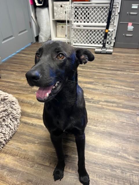 Jack, ADOPTABLE, Young Male Black Labrador Retriever.