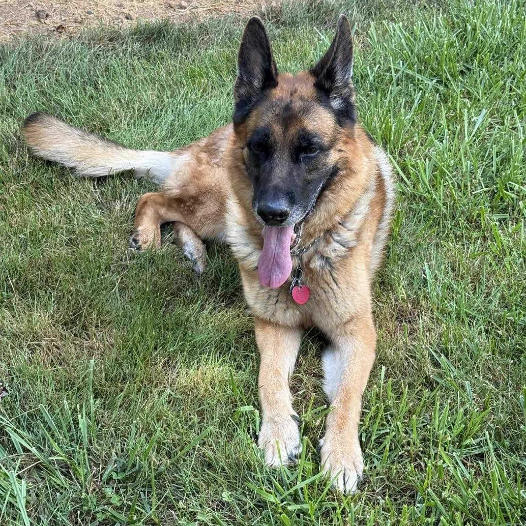 Apache, Adoptable, Senior Male German Shepherd Dog.