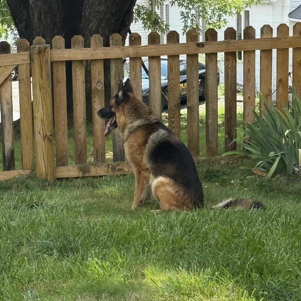 Enlarge Apache, a Adoptable German Shepherd Dog in Waynesville, NC image 2/6