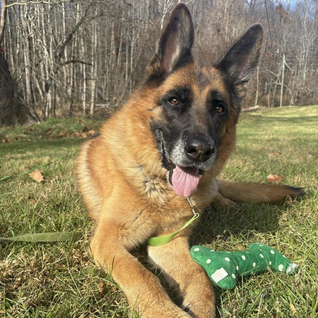 Enlarge Apache, a Adoptable German Shepherd Dog in Waynesville, NC image 3/6