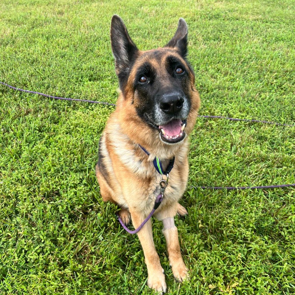 Enlarge Apache, a Adoptable German Shepherd Dog in Waynesville, NC image 4/6