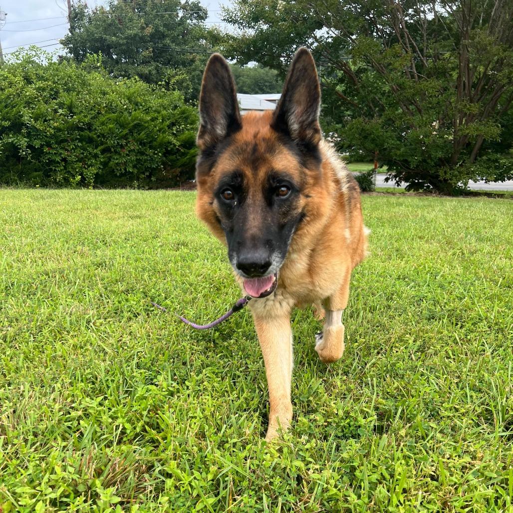 Enlarge Apache, a Adoptable German Shepherd Dog in Waynesville, NC image 5/6