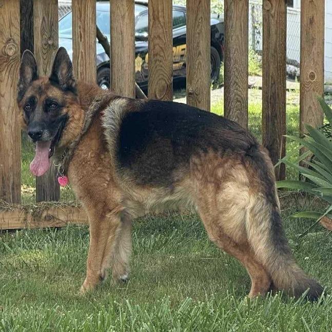 Enlarge Apache, a Adoptable German Shepherd Dog in Waynesville, NC image 6/6
