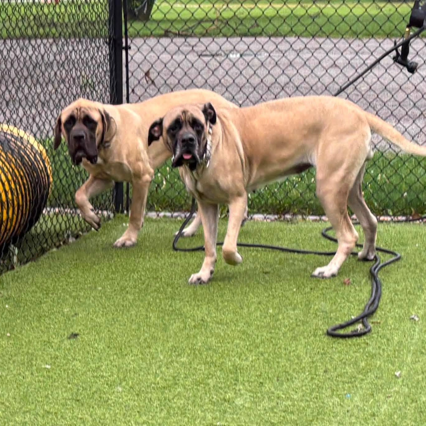 Buster - goes with Juju, ADOPTABLE, Adult Male Mastiff.