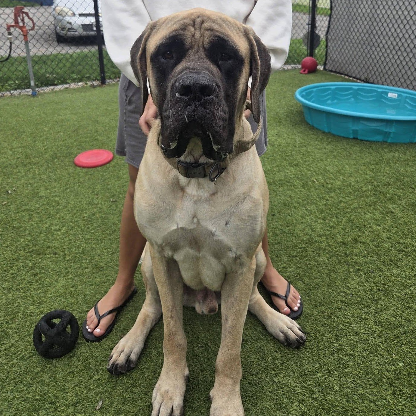 Enlarge Buster - goes with Juju, a ADOPTABLE Mastiff in Westville, IN image 2/2