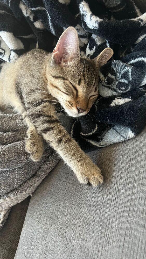 David, Adoptable, Young Male Domestic Short Hair.