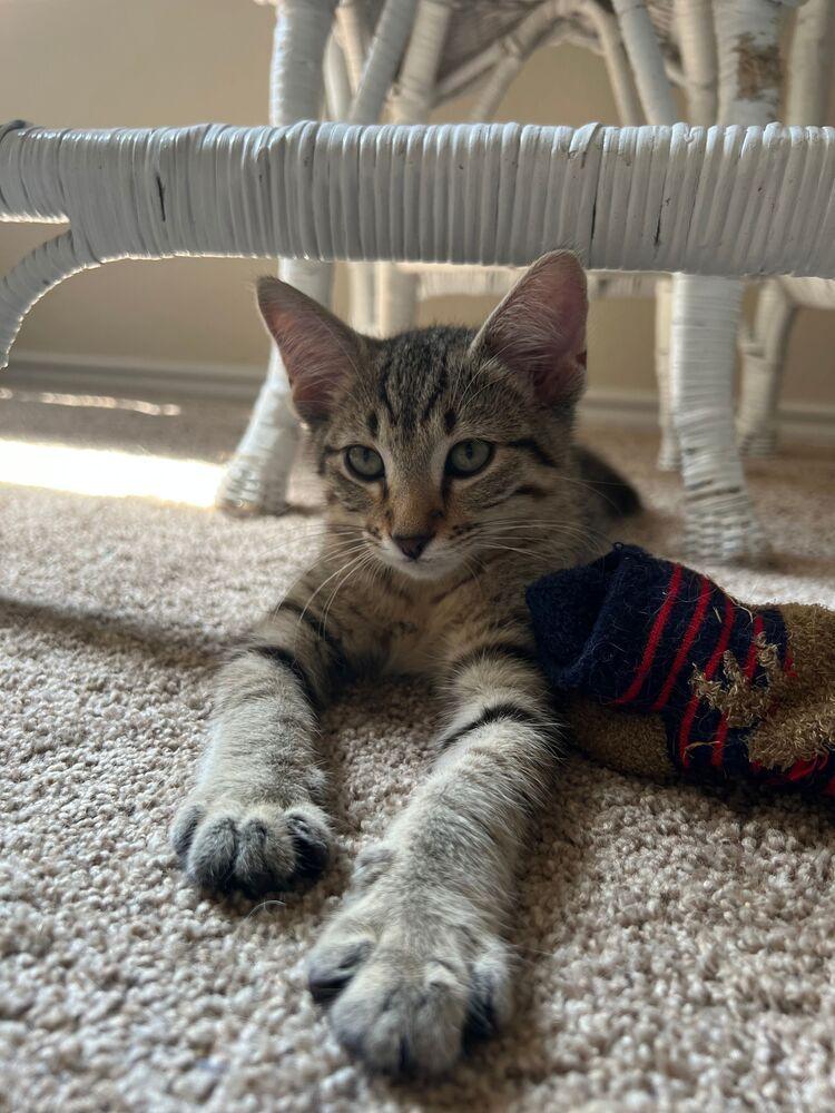 David, Adoptable, Young Male Domestic Short Hair.