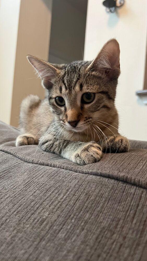 David, a Adoptable mixed breed in Richardson, TX image 3/5