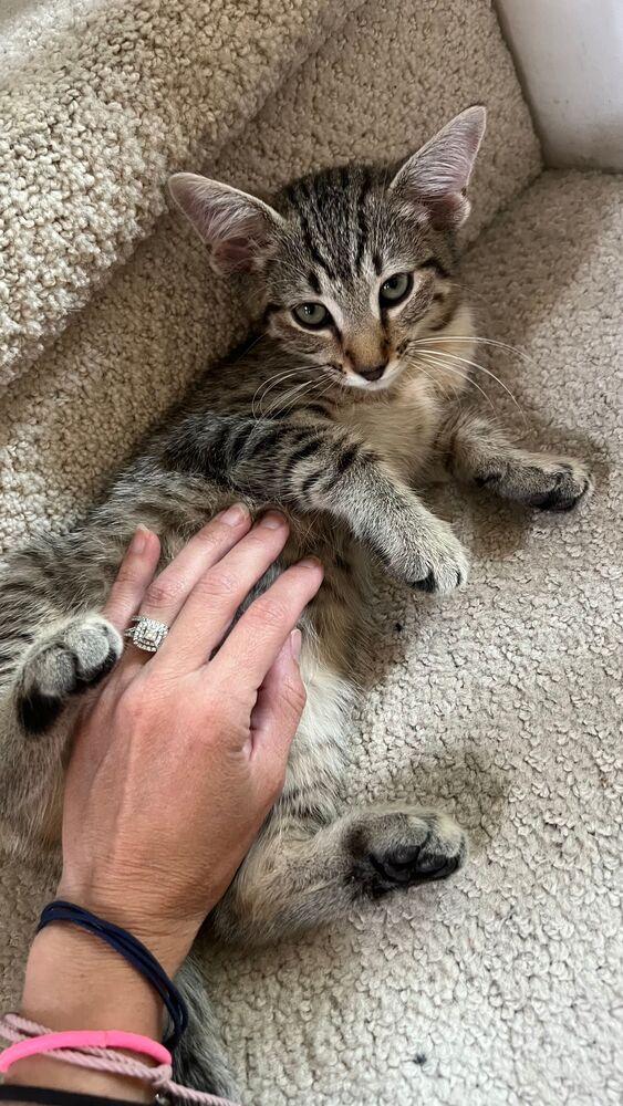 Enlarge David, a Adoptable mixed breed in Richardson, TX image 4/5